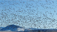 ฝูงห่านหิมะ (snow geese) ที่บินอพยพ จากทะเลสาบในรัฐ Oregon ในสหรัฐอเมริกา ภาพจาก PHOTOGRAPH BY DESIGN PICS INC, NAT GEO IMAGE COLLECTION
