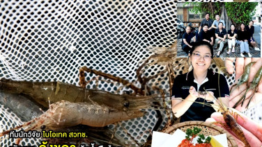ทีมนักวิจัยไบโอเทค สวทช. พัฒนา “กุ้งชฎา” กุ้งน้ำจืดไทย ชูจุดแข็งใช้เวลาเลี้ยงสั้น รองรับตลาดญี่ปุ่นที่มีความต้องการสูง
