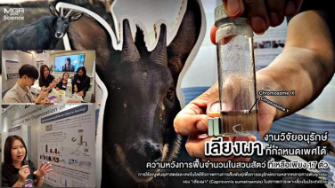(VDO Clip) ชวนรู้จัก! งานวิจัยอนุรักษ์ “เลียงผา” ที่กำหนดเพศได้ ความหวังการฟื้นจำนวนในสวนสัตว์ที่เหลือเพียง 17 ตัว