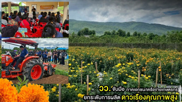วว. จับมือภาคเอกชน/เครือข่ายเกษตรกร ยกระดับการผลิตดาวเรืองคุณภาพสูงด้วยเทคโนโลยีและนวัตกรรม