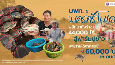 บพท. ชู “นครศรีโมเดล” พลิกนากุ้งร้าง 44,000 ไร่  สู่ฟาร์มปูขาว เพิ่มรายได้จากศูนย์ สู่ 60,000 บาทให้เกษตรกร