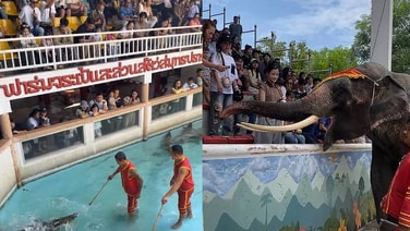 ไทยช่วยไทย คนแห่เที่ยว “ฟาร์มจระเข้ฯ สมุทรปราการ” คึกคัก หลังโชว์ช้างสุดเหงากลายเป็นไวรัลสุดปัง