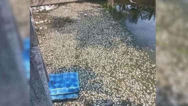 เครือข่ายประชาชนสงขลาจี้ตรวจสอบปมปลาตายในคลองสทิ้งหม้อ เรียกร้องรัฐเปิดผลอย่างโปร่งใส