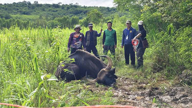 “กระทิงทับลาน”ผอมโซนอนซมชายป่าอุทยานฯทับลาน โคราช สิ้นใจแล้ว ทีมแพทย์เตรียมพิสูจน์หาสาเหตุ
