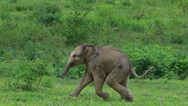 น่ารักจับใจ! “ลูกช้างป่าตัวน้อย” วิ่งเล่นท่ามกลางผืนป่ากุยบุรี