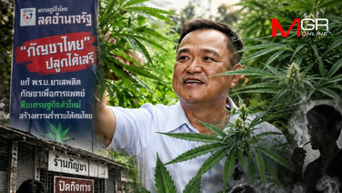 อวสานกัญชาเสรี! เจาะลึกโดมิโนเอฟเฟกต์ลงทุนสูญยับ ตราบาปนโยบาย "ภูมิใจไทย"