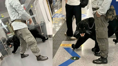 แตกตื่นทั้งสถานี! นึกว่ามีคนจูง 'เสือดำ' ขึ้นรถไฟใต้ดิน ที่แท้... (มีคลิป)