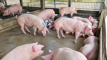 “พาณิชย์”เกาะติดหมูเจอน้ำท่วม ยันสถานการณ์ยังปกติ สินค้ามีเพียงพอ
