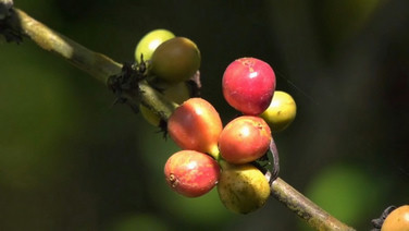 ชวนชิมกาแฟโรบัสต้าลูกผสมเวียดนาม-อินเดีย หนึ่งเดียวในไทยที่เมืองอุบลฯ
