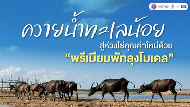 ปั้น “ควายน้ำทะเลน้อย” สู่ธุรกิจชุมชน! ดัน “พรีเมียมพัทลุงโมเดล” เพิ่มรายได้ 15% พลิกวิถีอนุรักษ์สู่เศรษฐกิจสร้างมูลค่า