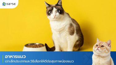 อาหารแมว เจาะลึกประเภทและวิธีเลือกให้ดีต่อสุขภาพน้องแมว