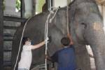 สวนสัตว์เปิดเขาเขียวดึงสัตวแพทย์ฝีมือดี ตปท.มาอบรมการวางยาสลบในสัตว์ใหญ่