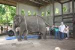 สวนสัตว์เปิดเขาเขียวดึงสัตวแพทย์ฝีมือดี ตปท.มาอบรมการวางยาสลบในสัตว์ใหญ่