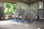 สวนสัตว์เปิดเขาเขียวดึงสัตวแพทย์ฝีมือดี ตปท.มาอบรมการวางยาสลบในสัตว์ใหญ่