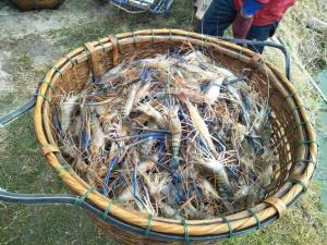 อากาศแปรปรวน กุ้งเลี้ยงเสี่ยงน็อกตาย ประมงกาฬสินธุ์แนะวิธีดูแลให้ได้จับขายช่วงสงกรานต์
