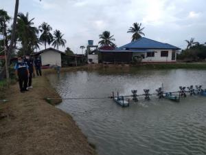 อากาศแปรปรวน กุ้งเลี้ยงเสี่ยงน็อกตาย ประมงกาฬสินธุ์แนะวิธีดูแลให้ได้จับขายช่วงสงกรานต์