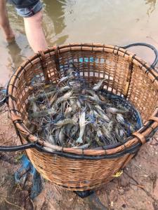 อากาศแปรปรวน กุ้งเลี้ยงเสี่ยงน็อกตาย ประมงกาฬสินธุ์แนะวิธีดูแลให้ได้จับขายช่วงสงกรานต์