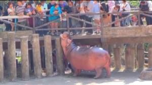 แห่ดู “หมูเด้ง” เขาเขียวแตก! คนไทยใช้สิทธิ์เที่ยวฟรีรับปีใหม่ 2569 คึกคักทั่วสวนสัตว์