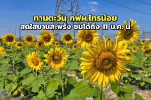 ชมทานตะวันใกล้กรุงฯ "ทุ่งทานตะวัน" กฟผ.ไทรน้อย นนทบุรี
