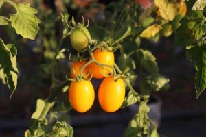 (ชมคลิป) “บ้านสวนอินนา” ปลูกมะเขือเทศเชอร์รี่ด้วยระบบ IoT Smart Farm รดน้ำ-ใส่ปุ๋ยอัตโนมัติ ลดภาระแรงงาน สร้างอาชีพและรายได้ให้เกษตรกร จ.ร้อยเอ็ด