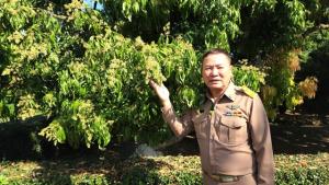ลมหนาวหนุนลิ้นจี่สมุทรสงครามบานสะพรั่ง คาดผลผลิตทะลุ 5 พันตัน เดินหน้าดันตลาด–ท่องเที่ยวสวนผลไม้