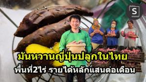 “มันหวานญี่ปุ่น” คนไทยปลูกได้ อดีตนักโฆษณาหันทำเกษตร  สร้างรายได้หลักแสนต่อเดือนช่องทางออนไลน์