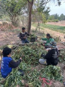 “มันหวานญี่ปุ่น” คนไทยปลูกได้ อดีตนักโฆษณาหันทำเกษตร  สร้างรายได้หลักแสนต่อเดือนช่องทางออนไลน์