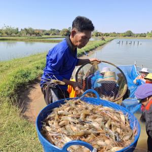 ผู้เลี้ยงกุ้งกาฬสินธุ์เฮ! รับเทศกาลปีใหม่ กุ้งขายดีเป็นประวัติการณ์รอบ 10 ปี