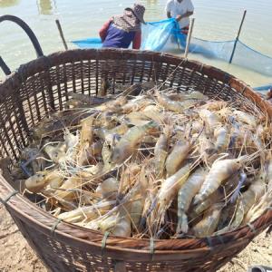 ผู้เลี้ยงกุ้งกาฬสินธุ์เฮ! รับเทศกาลปีใหม่ กุ้งขายดีเป็นประวัติการณ์รอบ 10 ปี