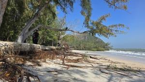 คลื่นอ่าวไทยถล่ม “หาดสามพระยา–แหลมศาลา” เขาสามร้อยยอด กัดเซาะหนัก ต้นสนอายุ 30 ปีล้มเกลื่อน