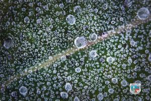 ภาพจาก อช. ภูหินร่องกล้า