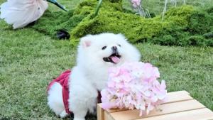 ททท. เปิดโครงการ “Fur Season Escape” ดันภาคกลางสู่ Luxury Pet-friendly Destination ตอบโจทย์ Pet Parent ยุคใหม่