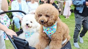 ททท. เปิดโครงการ “Fur Season Escape” ดันภาคกลางสู่ Luxury Pet-friendly Destination ตอบโจทย์ Pet Parent ยุคใหม่