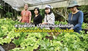 “สวนพี่ไก่ หาดป่าทราย” เกาะยาวน้อย ปลูกผักออร์แกนิก ป้อนร้านอาหาร รองรับการท่องเที่ยว (ภาพ : อโนทัย งานดี) 