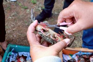 เกษตรกรเพชรบุรี เพาะเลี้ยง “ปูทะเล” สัตว์น้ำเศรษฐกิจ เพิ่มความมั่นคงทางอาชีพ
