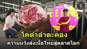 โคดำลำตะคอง ความหวังโคเนื้อเกรดพรีเมี่ยมไทย  สู่เวทีระดับนานาชาติ