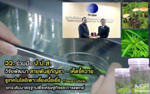 วว. ร่วมมือ ป.ป.ส. หารือแนวทางวิจัยพัฒนาสายพันธุ์กัญชา - เห็ดขี้ควาย ชูเทคโนโลยีเพาะเลี้ยงเนื้อเยื่อ ยกระดับมาตรฐานพืชเศรษฐกิจและการแพทย์