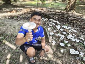 ของขวัญจากดิน "เห็ดโคนในสวน" ของกินอร่อยตามฤดูกาลที่พังงา