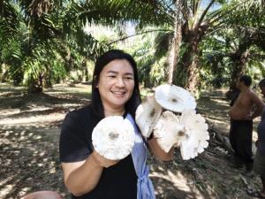 ของขวัญจากดิน "เห็ดโคนในสวน" ของกินอร่อยตามฤดูกาลที่พังงา