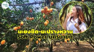 “มะยงชิด-มะปรางหวาน” Soft Power ผลไม้ GI ขึ้นชื่อของนครนายก 