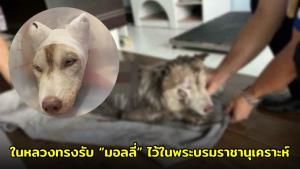 ในหลวงทรงรับ “มอลลี่” ไว้ในพระบรมราชานุเคราะห์ หลังถูกทำร้ายอาการสาหัส เตรียมส่งรักษาต่อ กทม.