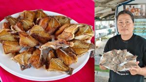 เปิดโมเดลจัดการปลาต่างถิ่นใน หัวไทร นครศรีธรรมราช ชุมชนใช้ประโยชน์เชิงเศรษฐกิจควบคุมประชากรได้ผล