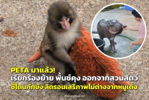 PETA มาแล้ว! เรียกร้องย้าย “พั้นช์คุง” ออกจากสวนสัตว์ ชี้โดนกักขัง ลิดรอนเสรีภาพไม่ต่างจาก “หมูเด้ง”