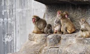 Photo: ichikawa_zoo