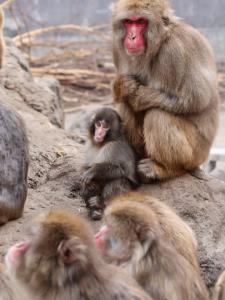 Photo: ichikawa_zoo