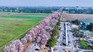 ผู้ว่าฯ นครปฐม เยือน ม.เกษตรฯ กำแพงแสน ชม “ชมพูพันธุ์ทิพย์” บานสะพรั่ง รับกระแสท่องเที่ยวคึกคัก