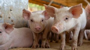 โอกาสทองหมูไทย ปศุสัตว์เร่งเครื่องเจรจา ‘สิงคโปร์’ เปิดตลาดนำเข้าหมูอีกประเทศ