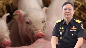 โอกาสทองหมูไทย ปศุสัตว์เร่งเครื่องเจรจา ‘สิงคโปร์’ เปิดตลาดนำเข้าหมูอีกประเทศ