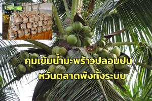 สวนมะพร้าวดำเนินสะดวกอ่วม! ราคาผันผวนหนัก วอนรัฐตรวจสอบล้งกำหนดราคา–คุมเข้มน้ำมะพร้าวปลอมปน หวั่นตลาดพังทั้งระบบ