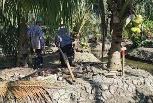 สวนมะพร้าวดำเนินสะดวกอ่วม! ราคาผันผวนหนัก วอนรัฐตรวจสอบล้งกำหนดราคา–คุมเข้มน้ำมะพร้าวปลอมปน หวั่นตลาดพังทั้งระบบ